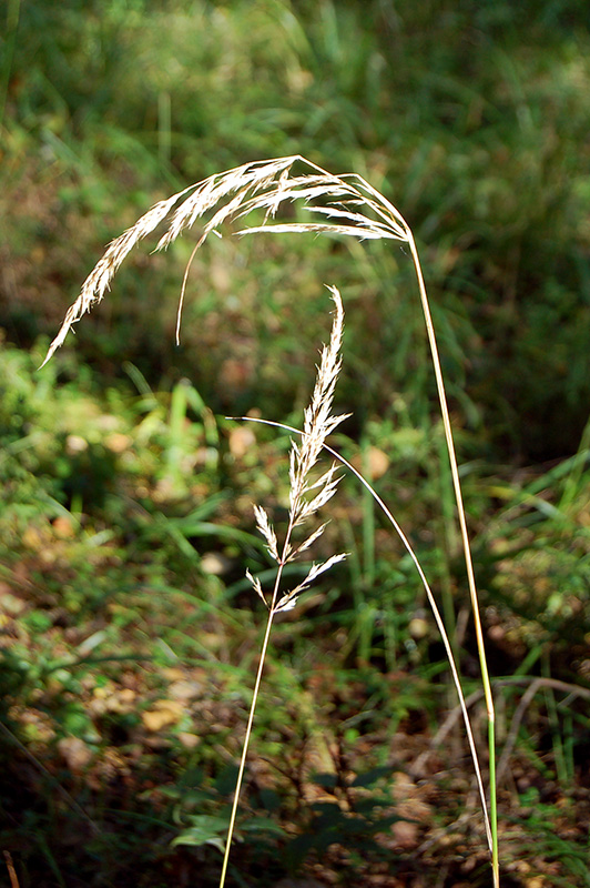 Изображение особи Calamagrostis arundinacea.