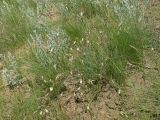 Astragalus ucrainicus. Цветущее растение. Волгоградская обл., Городищенский р-н, балка Песчаная, 25.05.2005.