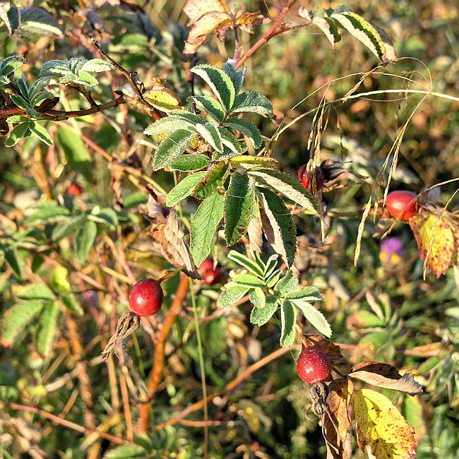 Image of Rosa cinnamomea specimen.