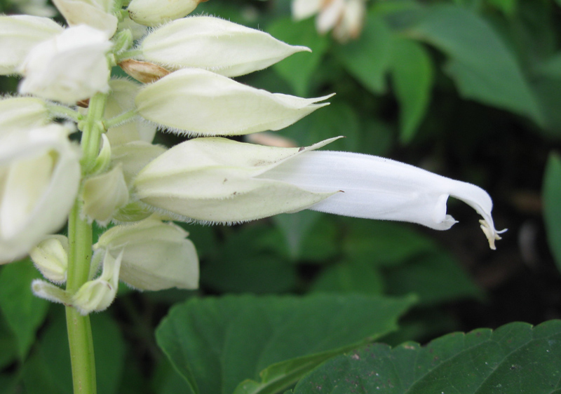 Image of Salvia splendens specimen.