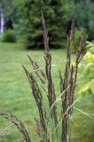 Calamagrostis epigeios