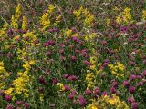 Trifolium medium. Заросли цветущих растений (жёлтые соцветия - Galium verum). Белгородская обл., пос. Борисовка, остепнённый луг. 01.07.2009.