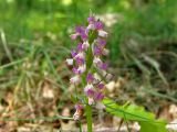 Dactylorhiza romana