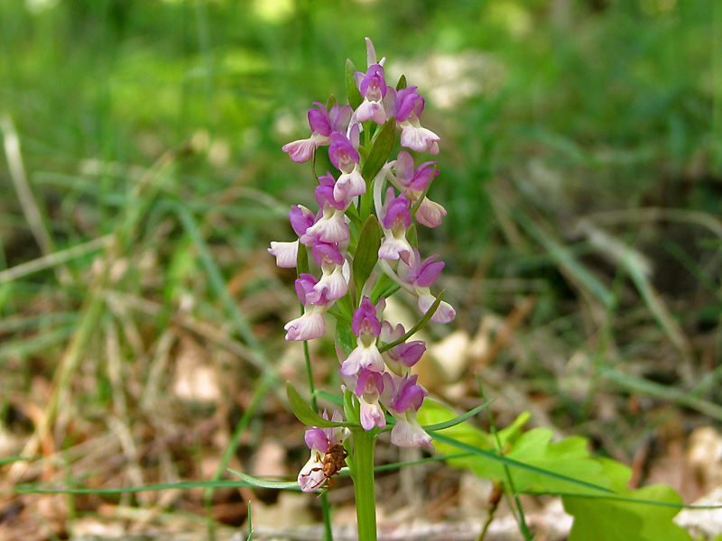 Image of Dactylorhiza romana specimen.