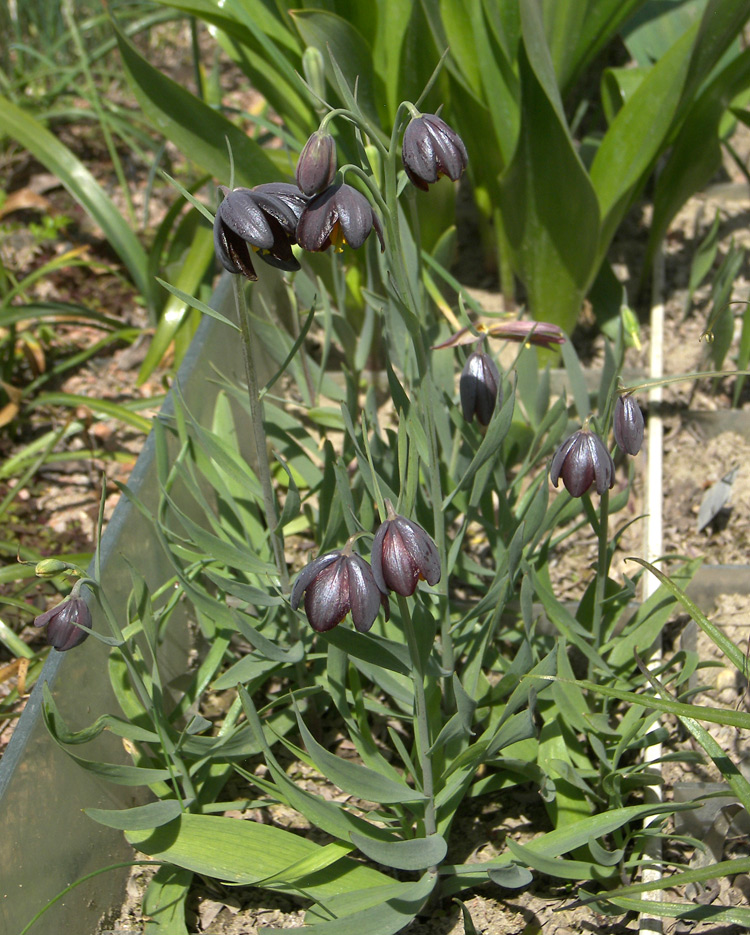 Изображение особи Fritillaria obliqua ssp. tuntasia.