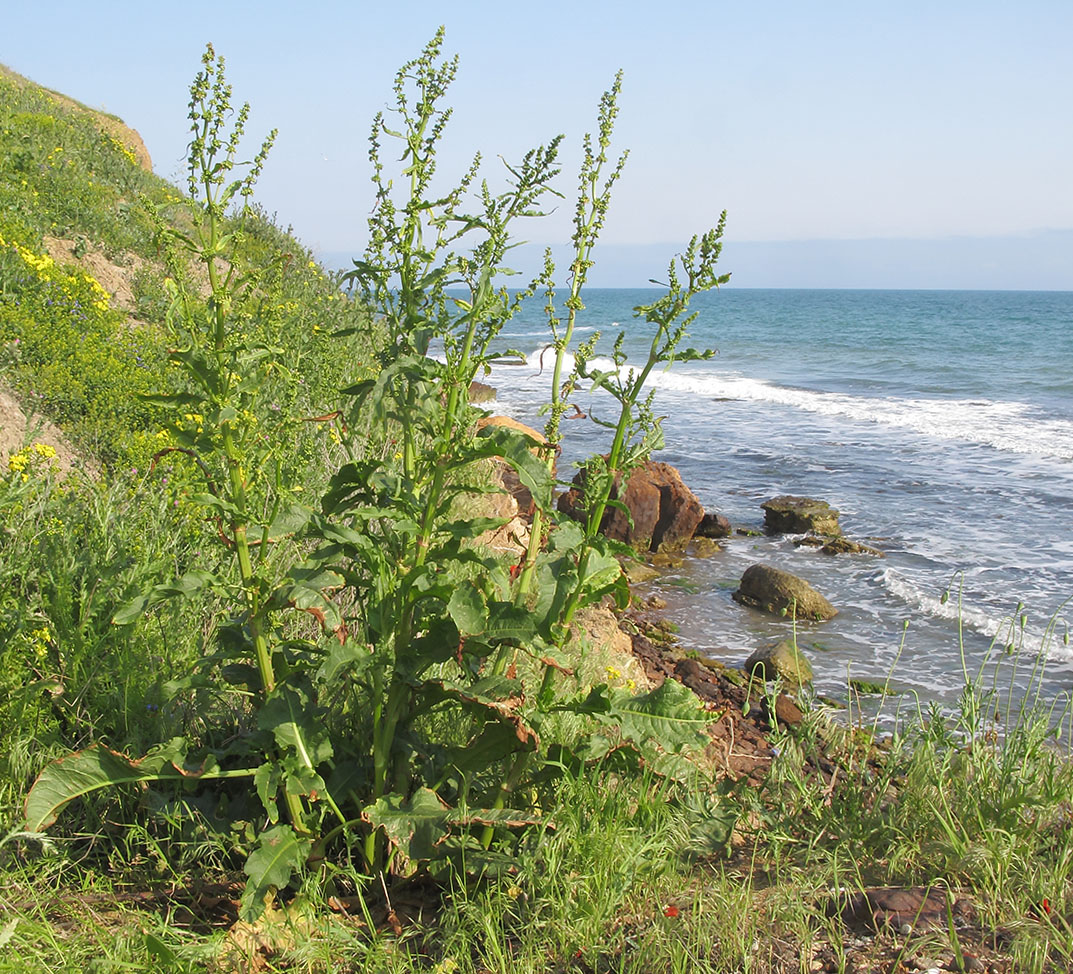 Image of Rumex patientia ssp. orientalis specimen.