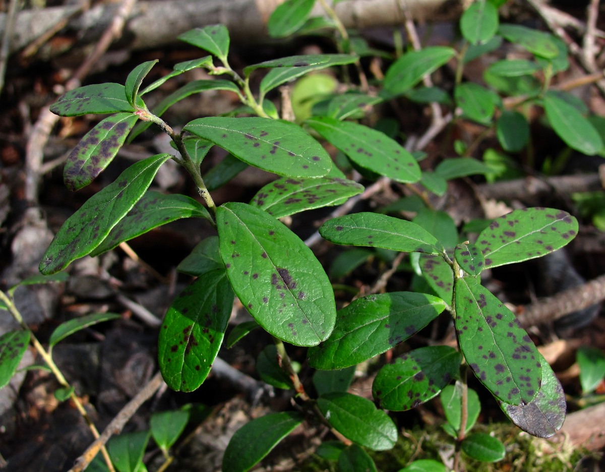 Изображение особи Vaccinium vitis-idaea.