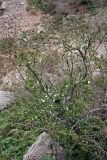 Malus sieversii. Цветущее растение. Южный Казахстан, горы Алатау, Скалистое ущелье. 27.04.2014.