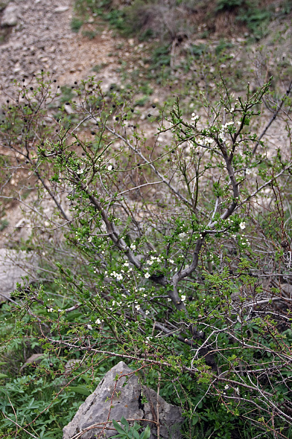 Image of Malus sieversii specimen.