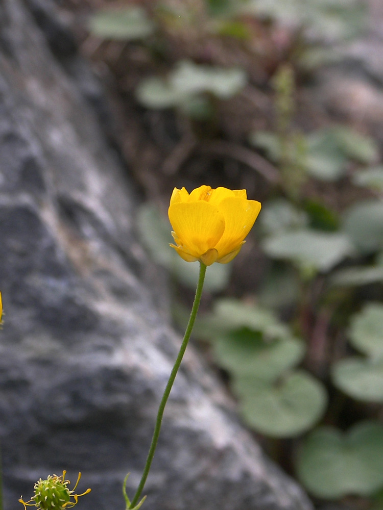 Изображение особи Ranunculus subtilis.