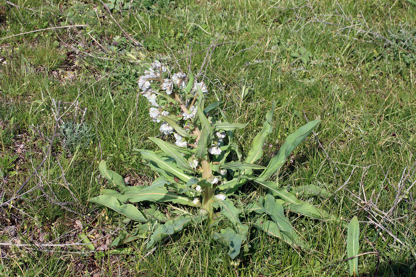 Изображение особи Rindera austroechinata.