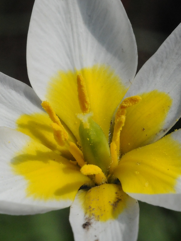 Image of Tulipa kolbintsevii specimen.