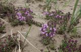 Thymus sibiricus. Цветущие растения. Хакасия, окр. с. Аршаново, псаммофитная растительная группировка на барханах. 30.05.2015.