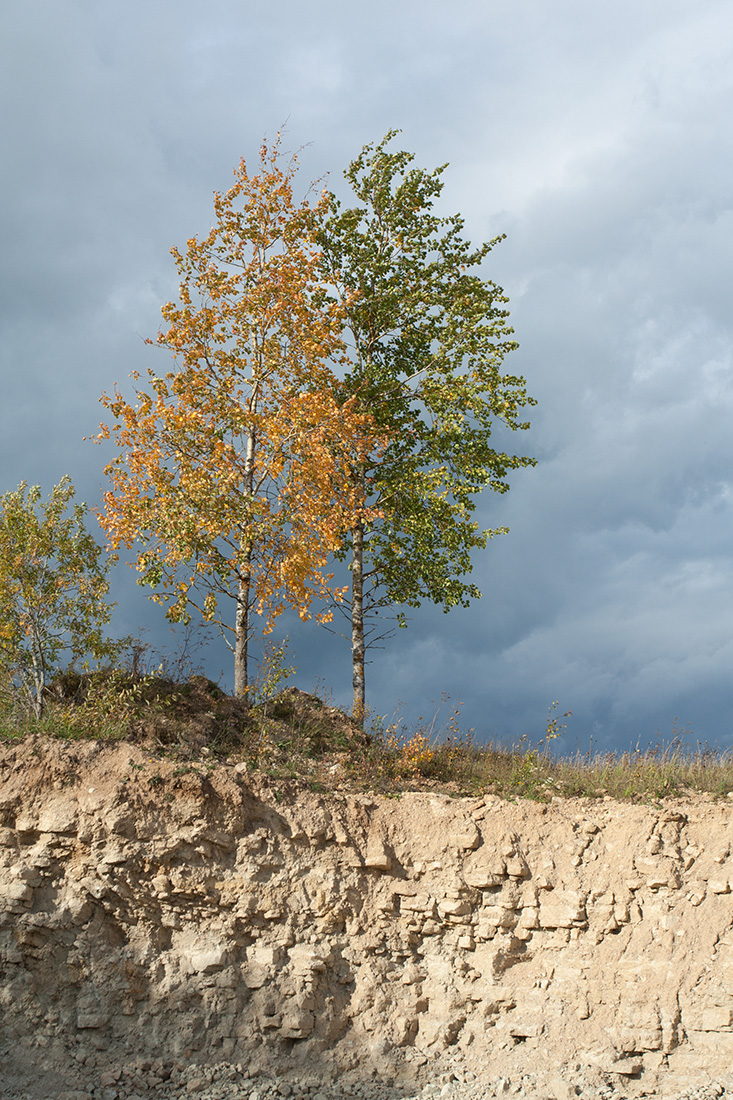 Изображение особи Populus tremula.