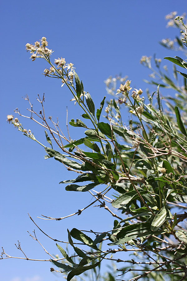 Image of Clematis songorica specimen.