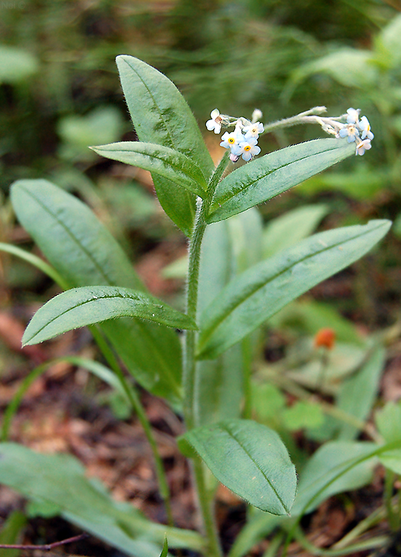 Image of Myosotis krylovii specimen.