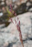 Agrostis borealis
