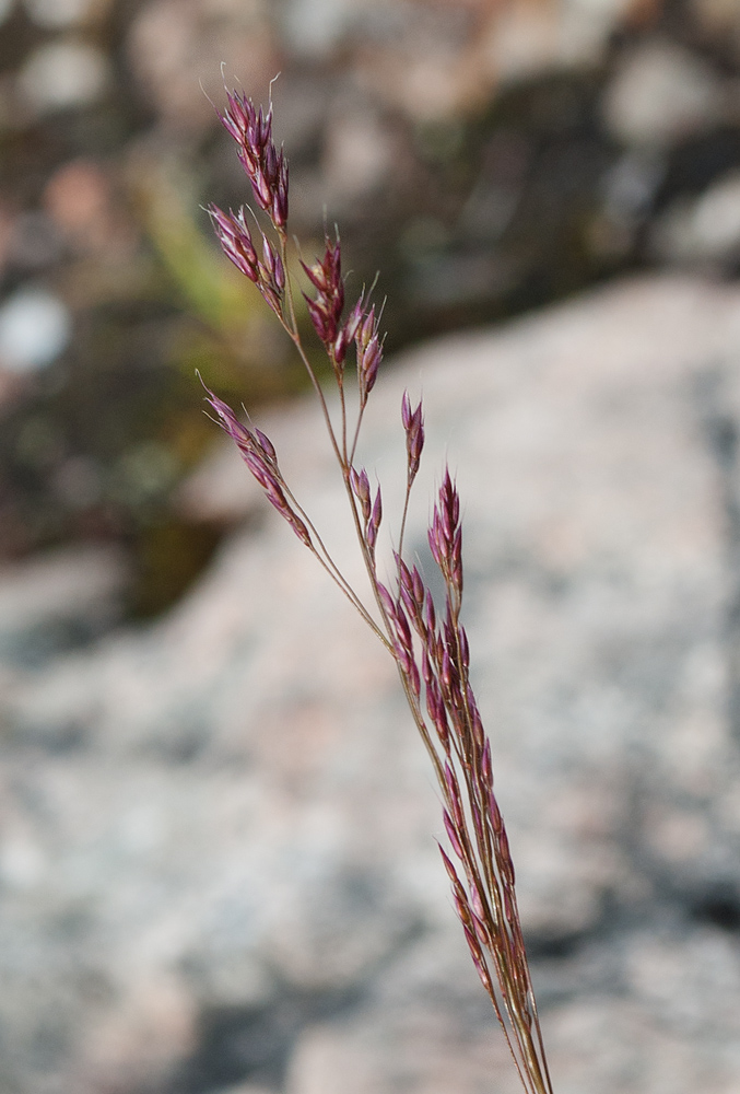 Изображение особи Agrostis borealis.