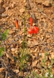 Lilium pumilum