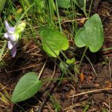 Viola rupestris