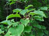 Actinidia arguta