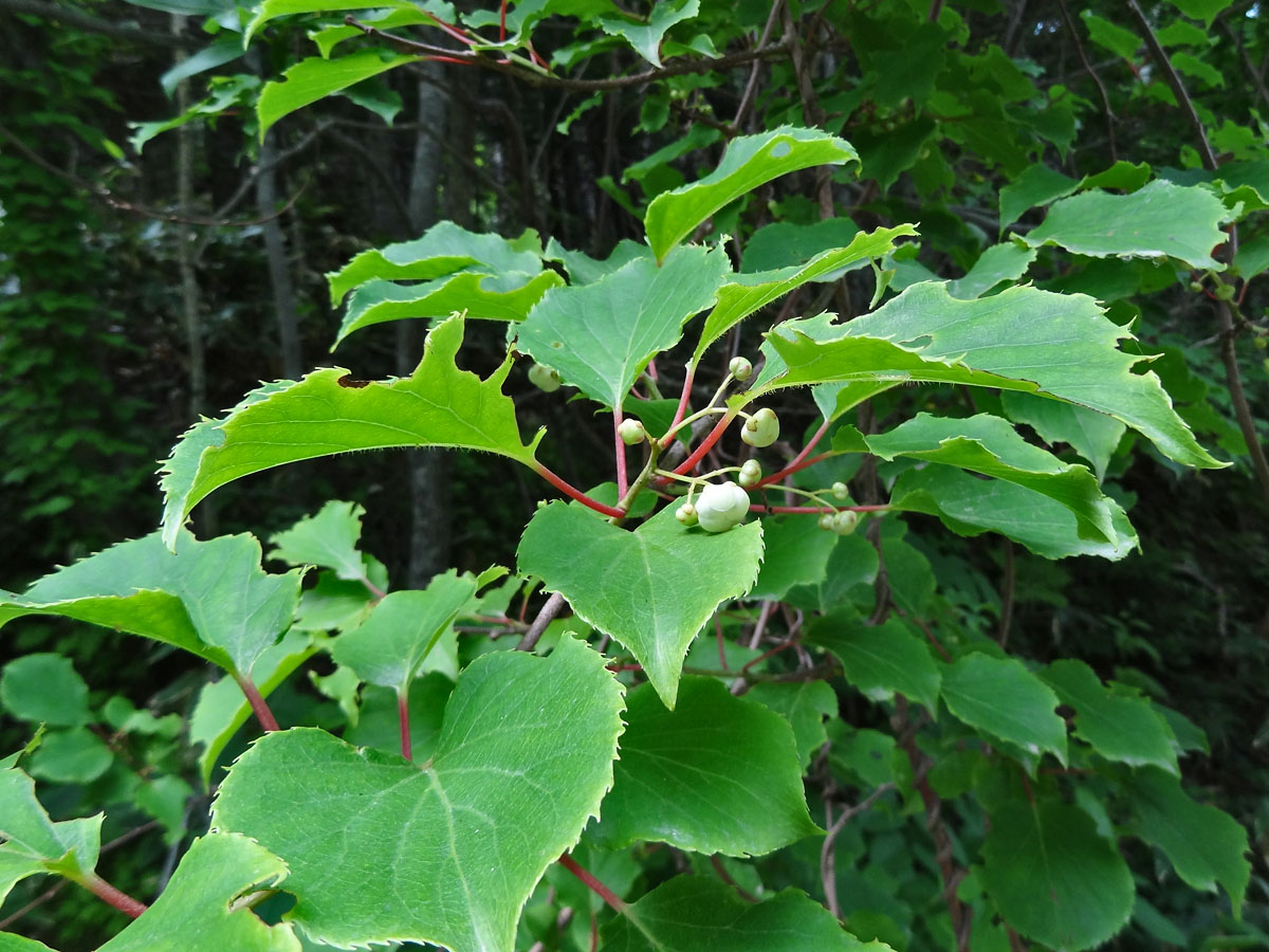 Изображение особи Actinidia arguta.