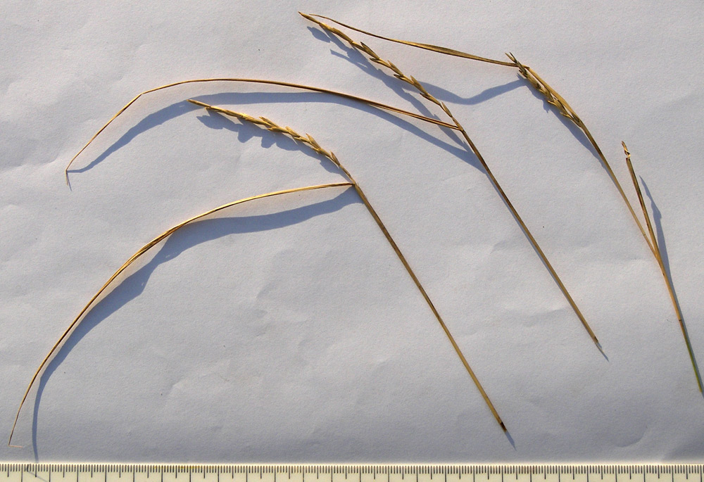 Изображение особи Elytrigia elongatiformis.