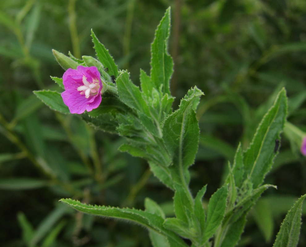 Изображение особи Epilobium hirsutum.