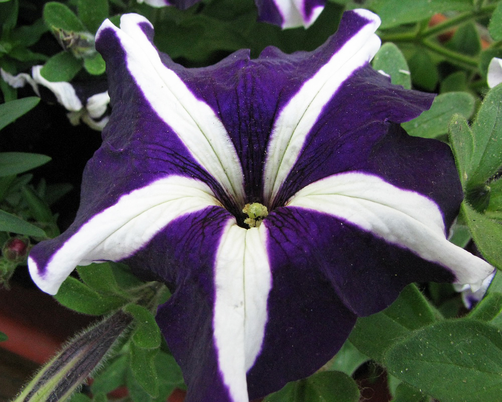 Image of Petunia &times; hybrida specimen.