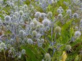 Eryngium planum