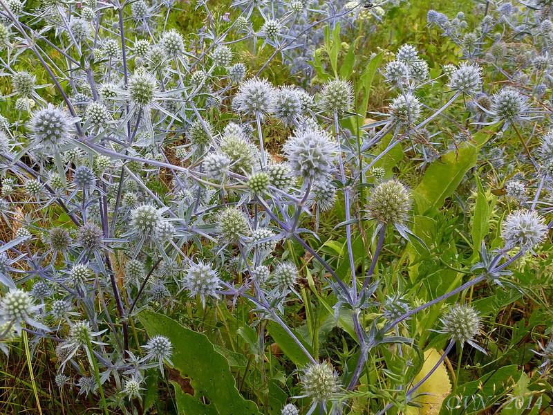 Image of Eryngium planum specimen.