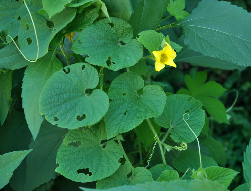 Изображение особи Thladiantha dubia.