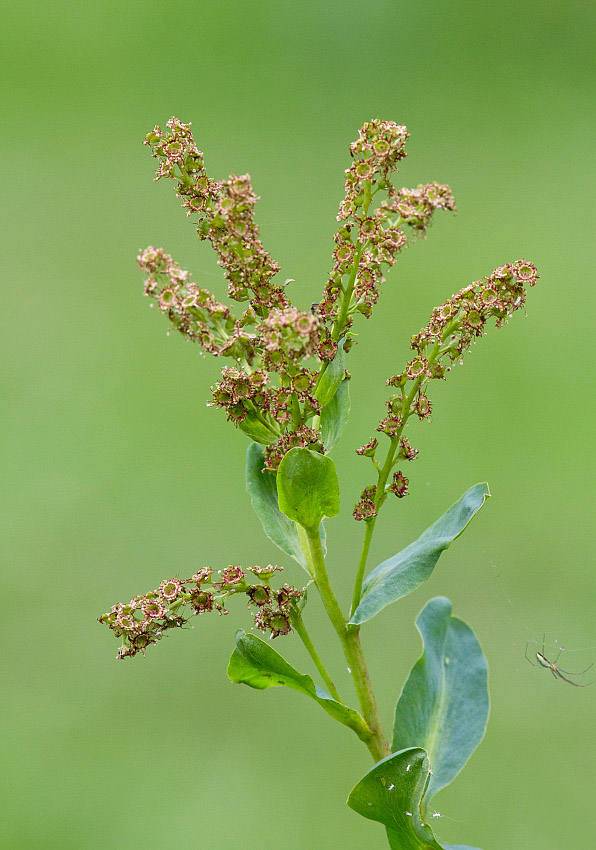 Image of Sibiraea altaiensis specimen.