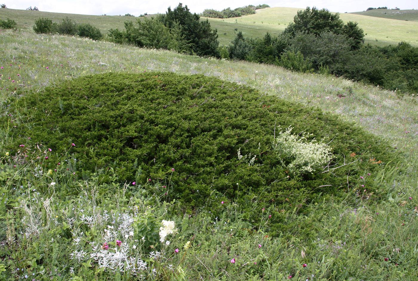 Image of Juniperus sabina specimen.