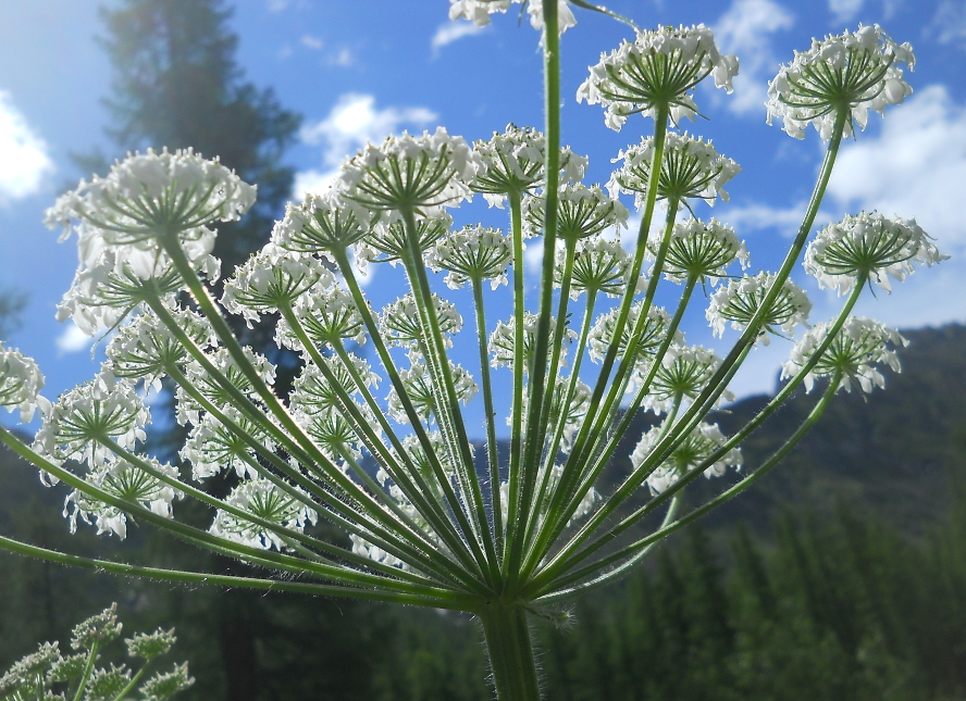 Изображение особи Heracleum dissectum.