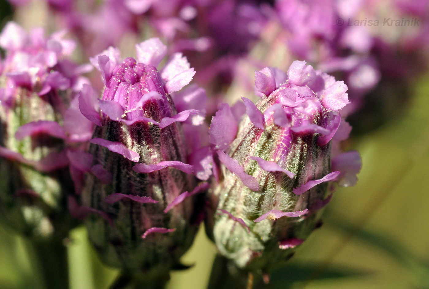 Изображение особи Saussurea pulchella.