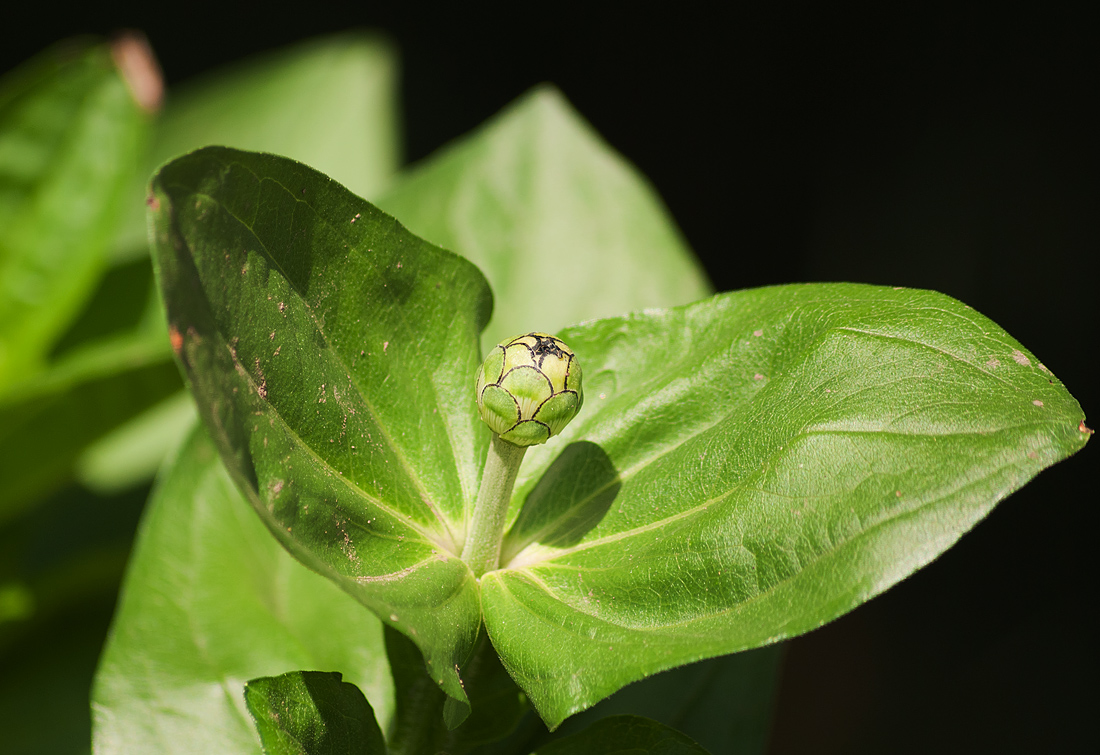 Изображение особи Zinnia elegans.