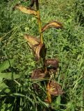 Veratrum lobelianum. Стебель и листья зрелого плодоносящего растения. Восточный Казахстан, Глубоковский р-н, окр. с. Тарханка, берег речки. 02.08.2015.