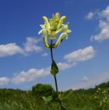 Scutellaria stepposa