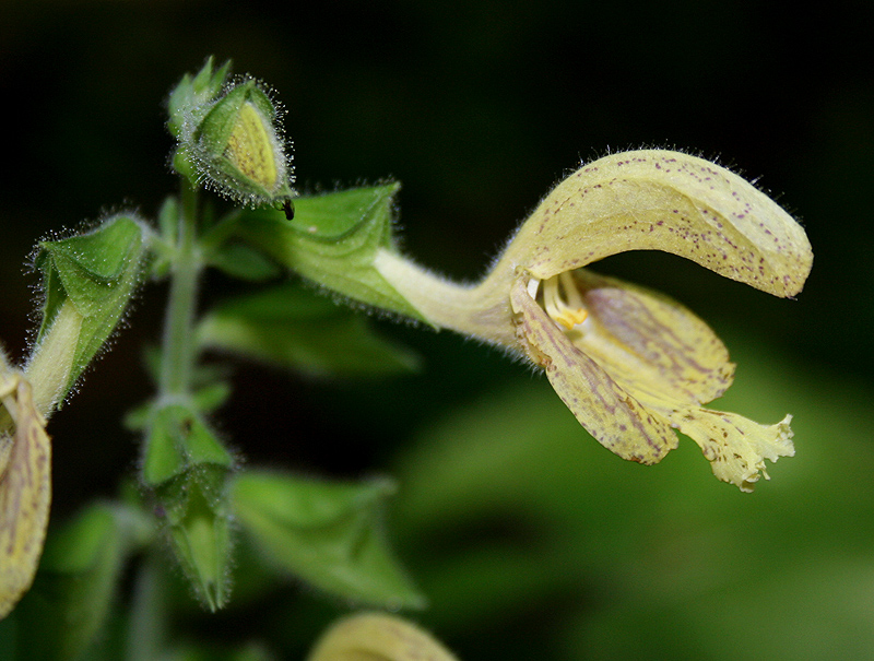 Изображение особи Salvia glutinosa.