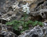 Corydalis malkensis. Цветущее растение. Западный Кавказ, плато Лагонаки. 09.07.2008.