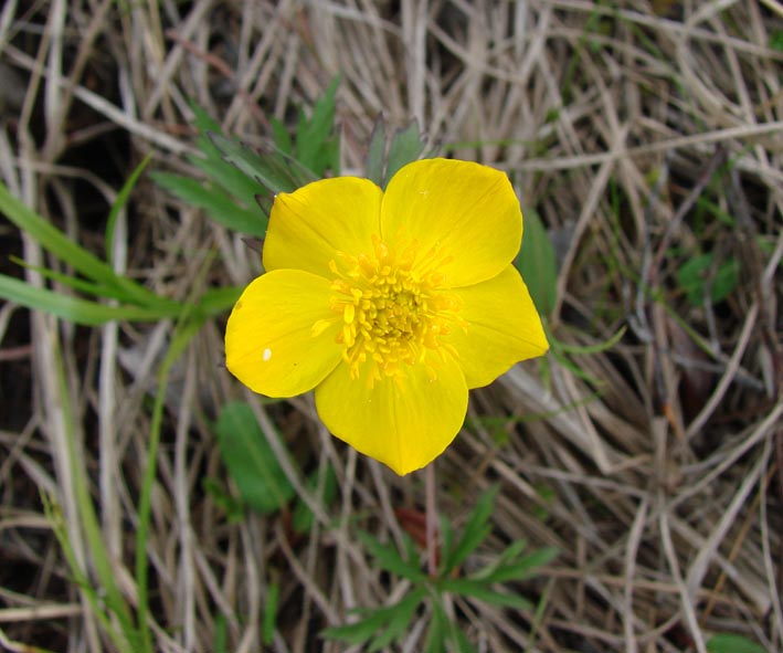 Изображение особи Trollius uniflorus.