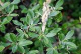 Salix krylovii