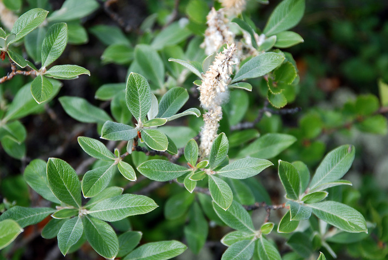 Image of Salix krylovii specimen.