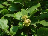 Corylus heterophylla