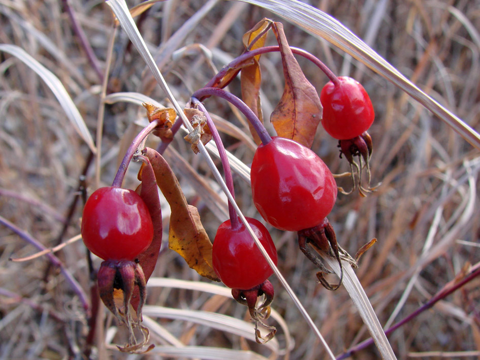 Image of Rosa davurica specimen.