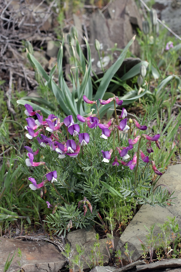 Image of Vicia subvillosa specimen.