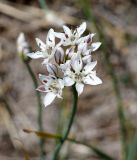 Allium ramosum. Соцветие. Иркутская обл., Ольхонский р-н, побережье оз. Байкал, плато Ая. 04.07.2014.