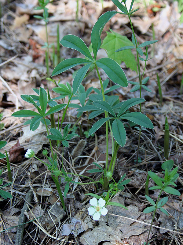 Image of Potentilla alba specimen.