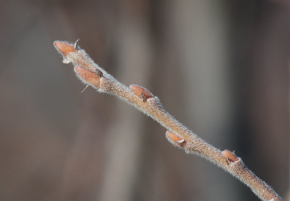 Изображение особи Salix borealis.